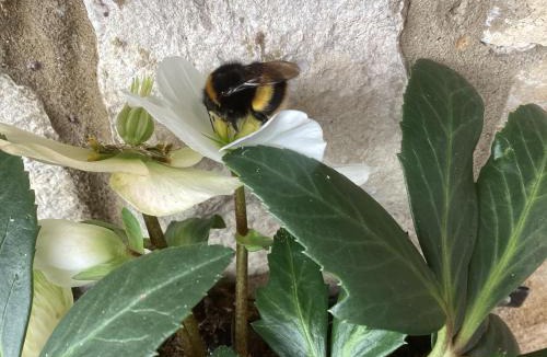 St Leonards Apartment | Forest Heath Holidays - Denphyl