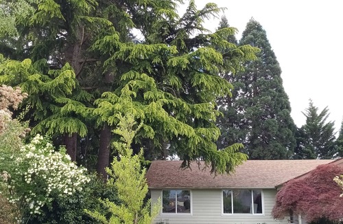 Eugene House | Forest Home in quiet cul-de-sac