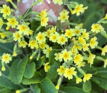 Ewhurst Apartment | Forest View Shepherd Hut Stag hut