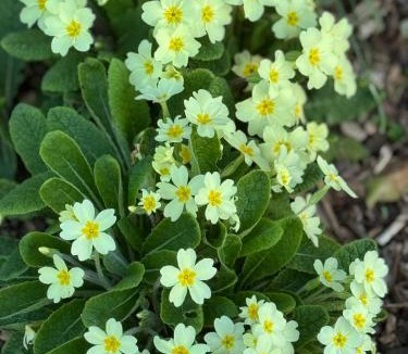 Ewhurst Apartment | Forest View Shepherd Hut Stag hut