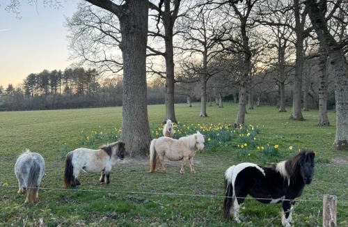 Ewhurst Apartment | Forest view shepherds hut Hare hut