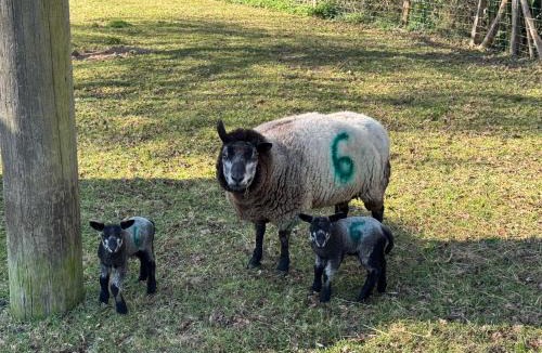 Ewhurst Apartment | Forest view shepherds hut Hare hut