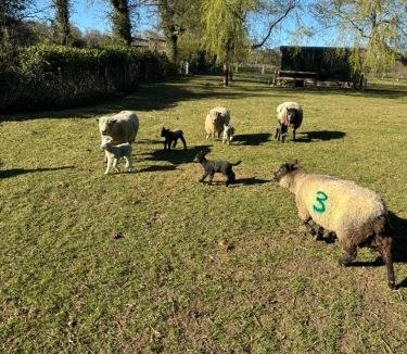 Ewhurst Apartment | Forest view shepherds hut Hare hut