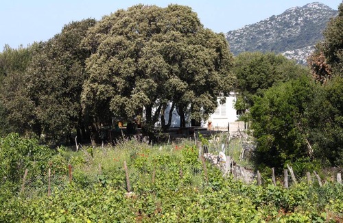 Kobas Apartment | Four bedroom apartment with terrace Cove Blaca, Mljet (A-615-a)