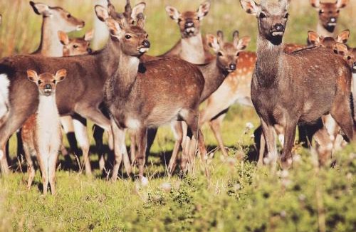 Lichfield House | Four Seasons Lodge