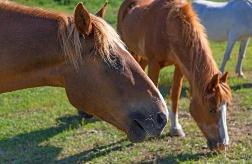 Oroville House | Frontier Cabin