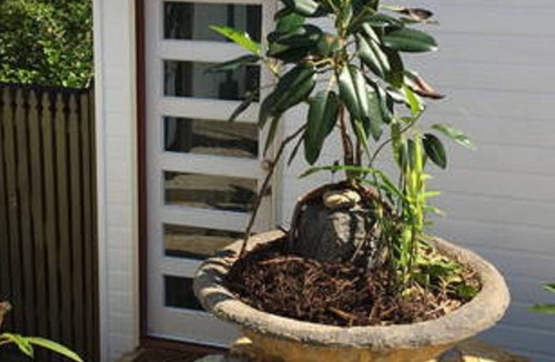 Bellingen Cabin | Fully detached, centrally located, quite, private, open plan cabin