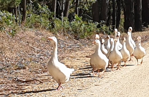 Lal Lal Bed & Breakfast | Fully Self Contained Unit