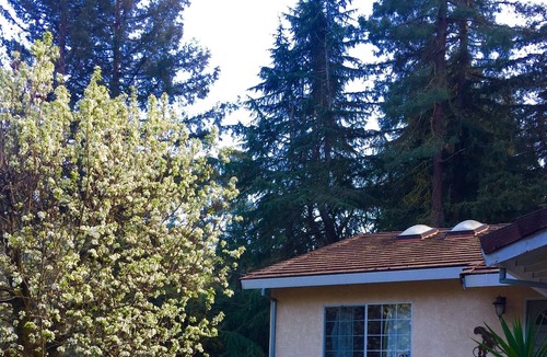 Martinez Apartment | Fun Art Studio, Quiet Wooded Cul-de-Sac area