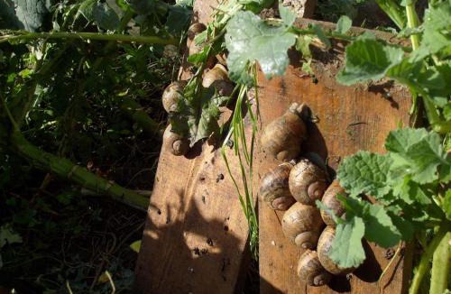 Chamesol House | Gîte à la ferme du Lomont
