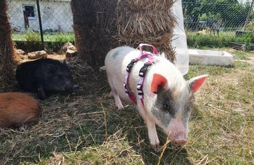 Sablonnieres Apartment | Gîte à la ferme