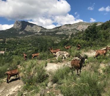 La Robine-sur-Galabre House | Gîte à la ferme La Bedigue