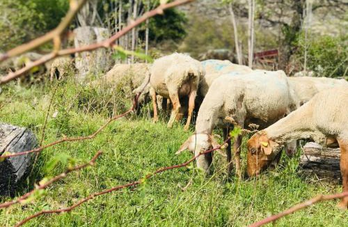 La Robine-sur-Galabre House | Gîte à la ferme Le Cabro