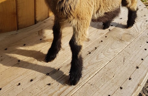 Saint-Gilles Apartment | Gîte Cosy en Campagne