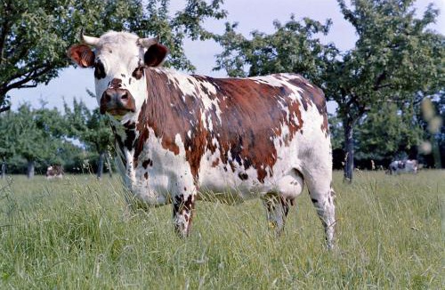 Saint-Christophe-sur-Conde Villa | Gîte de la communette
