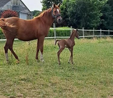 Briec House | Gîte de Bealieu