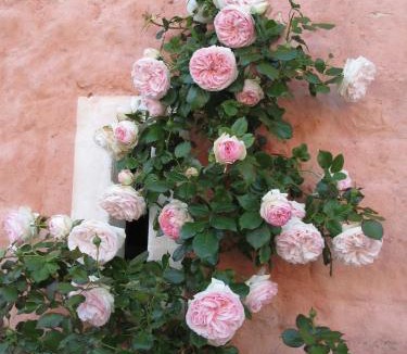Audembert House | Gîte de la Ferme Rose