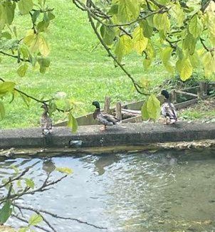 Ceton House | Gîte de la Roseraie