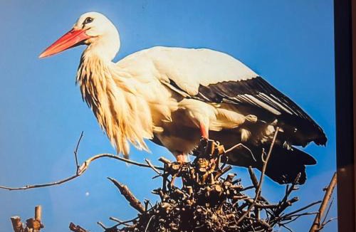 Bellefosse House | Gîte de montagne -Bellefosse Alsace