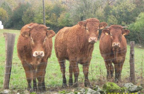 Nages House | Gîte de Rouayras