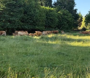 Lanouaille House | Gîte du Cerisier