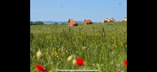 Lavans-Vuillafans Villa | Gîte du coucher de soleil