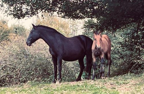 Savas-Mepin House | Gîte du Haras du Suet