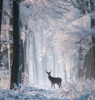 Raon-sur-Plaine Apartment | Gîte forestier du Moulin (10 pers)