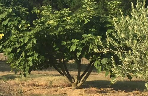 Saint-Maurice-de-Cazevieille House | Gîte Olivette À La Ferme