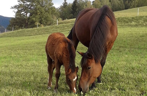 Saint-Maurice-sur-Moselle Apartment | Gîte Dans Ferme Équestre
