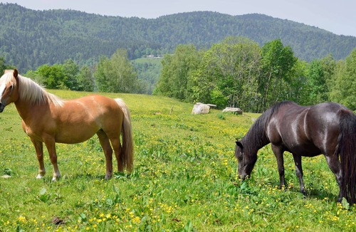 Saint-Maurice-sur-Moselle Apartment | Gîte Dans Ferme Équestre