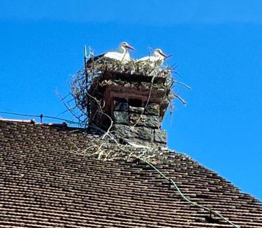 Oberbronn House | Gîte L'Instant Durable