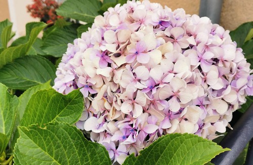 Athee House | Gîte La Belle Hermine