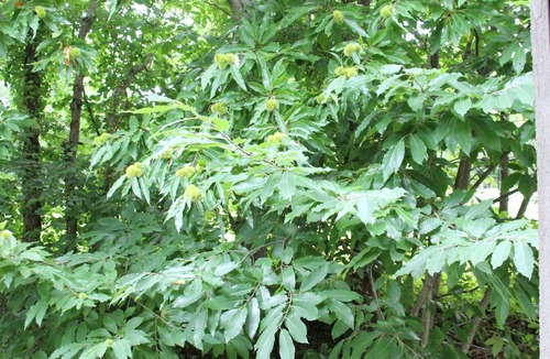 Champeaux House | Gîte "La Villa Louis