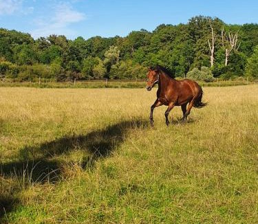 Journet House | Gîte Le Bois Clairet