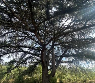 Beauchastel Apartment | Gîte Le Cèdre