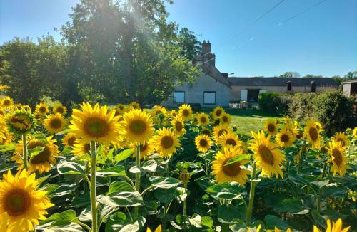 Feins-en-Gatinais House | Gîte le grand bois