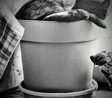 Brouvelieures House | Gîte Le Milpa