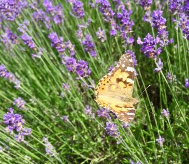 Maennolsheim House | Gîte Les Chotzi's