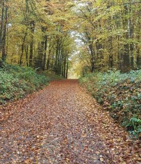 Mediere Apartment | gîte Les Coquelicots