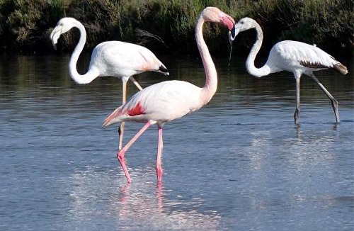 Mireval Apartment | Gîte Lo Becarut L'Escapade Des Flamants Roses