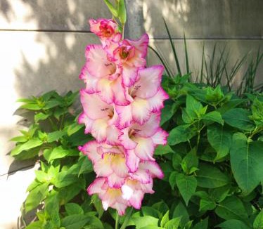 Donges House | Gîte meublé 10 personnes