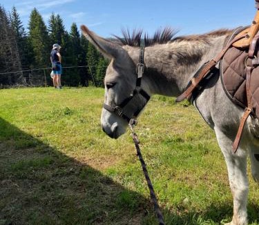 Cohennoz House | Gîte Restaurant LA TETE DE MULE