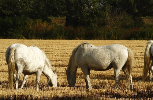 Arles Cottage | Gîtes in Camargue