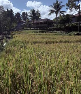 Munduk House | Gala Munduk Guest House