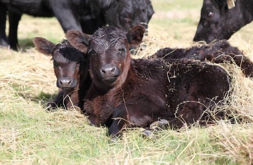 Yarra Glen House | Galoglen Farm Cottage
