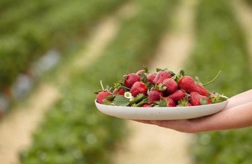 Tamahere House | Gardeners' Cottage