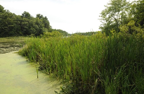 Rochester Resort | Gateway to Cape Cod Vacation Cottage 10