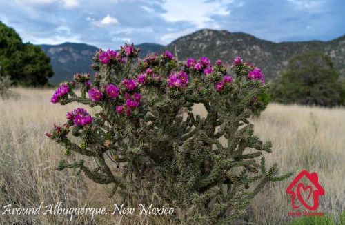 Albuquerque House | Gatewood Bliss Ranch - An Irvie Home