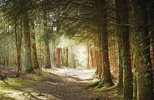 North York Moors National Park Cabin | 3 bedroom accommodation in Cropton, Pickering